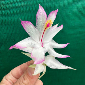 Zygocactus Madame Butterfly