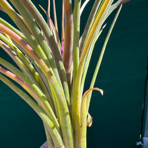 Tillandsia - ionantha x makoyana (Nat. Hybrid) ex. PT NEW