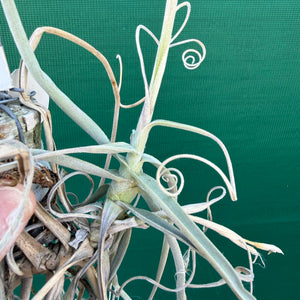 Tillandsia - Silverton