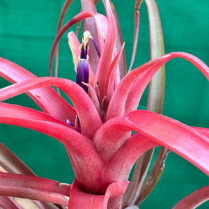 Tillandsia - capitata ‘Pink’ ex. NR