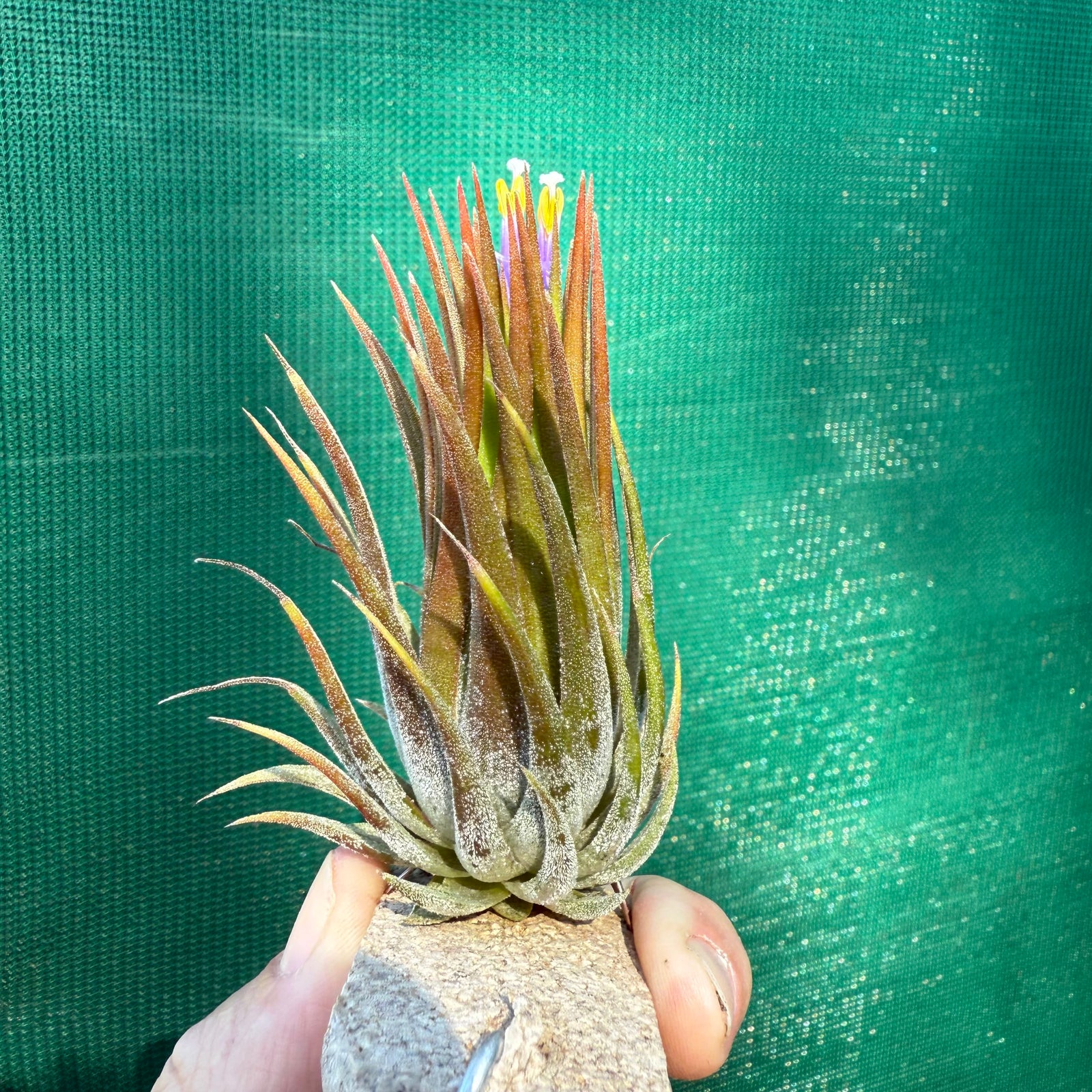 Tillandsia - ionantha 'Peanut' ex. Bak
