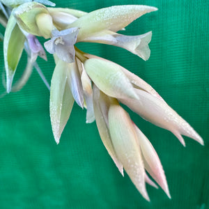 Tillandsia - leonamiana ‘Blue Flower’