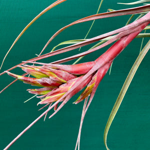 Tillandsia - corella ex. GK