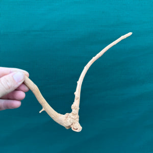 Drift Wood NEW
