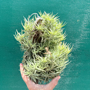 Tillandsia cocoensis (Mature Clump) NEW