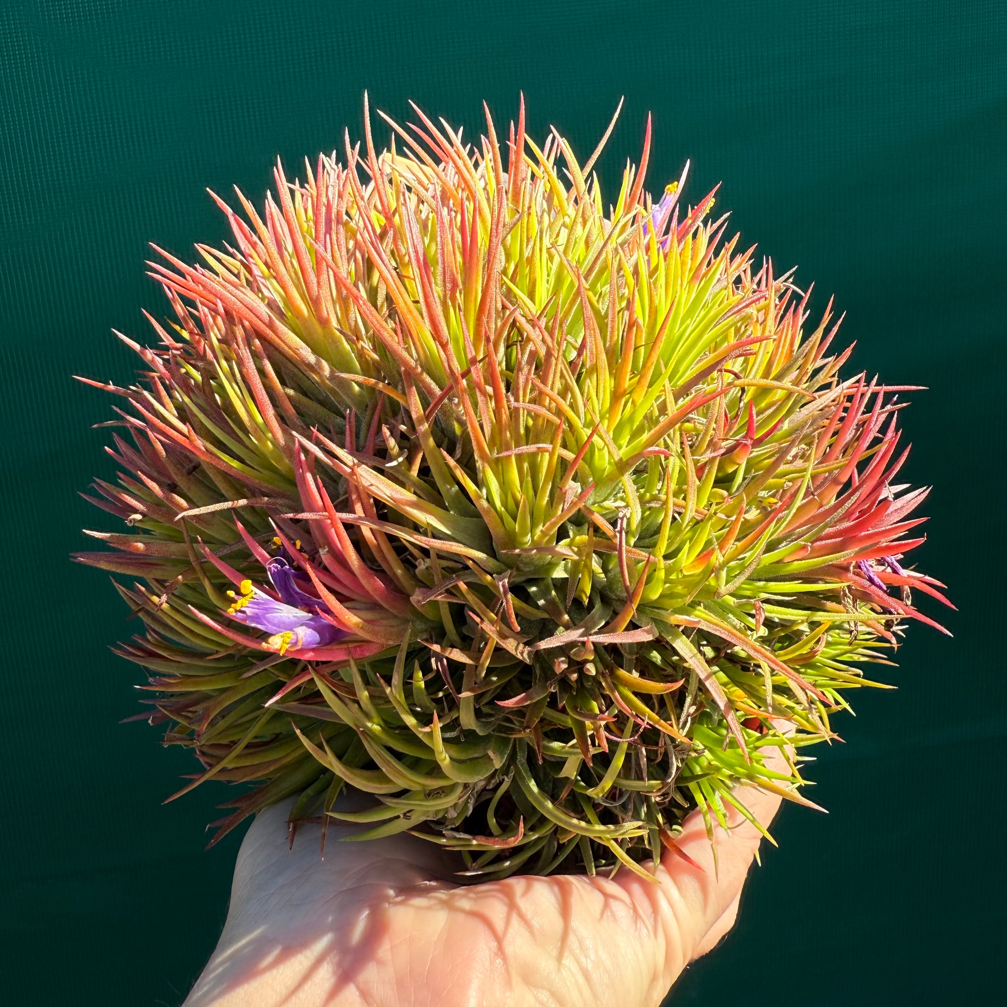 air plant cluster Tillandsia - ionantha 'BOE1590' ex. BD