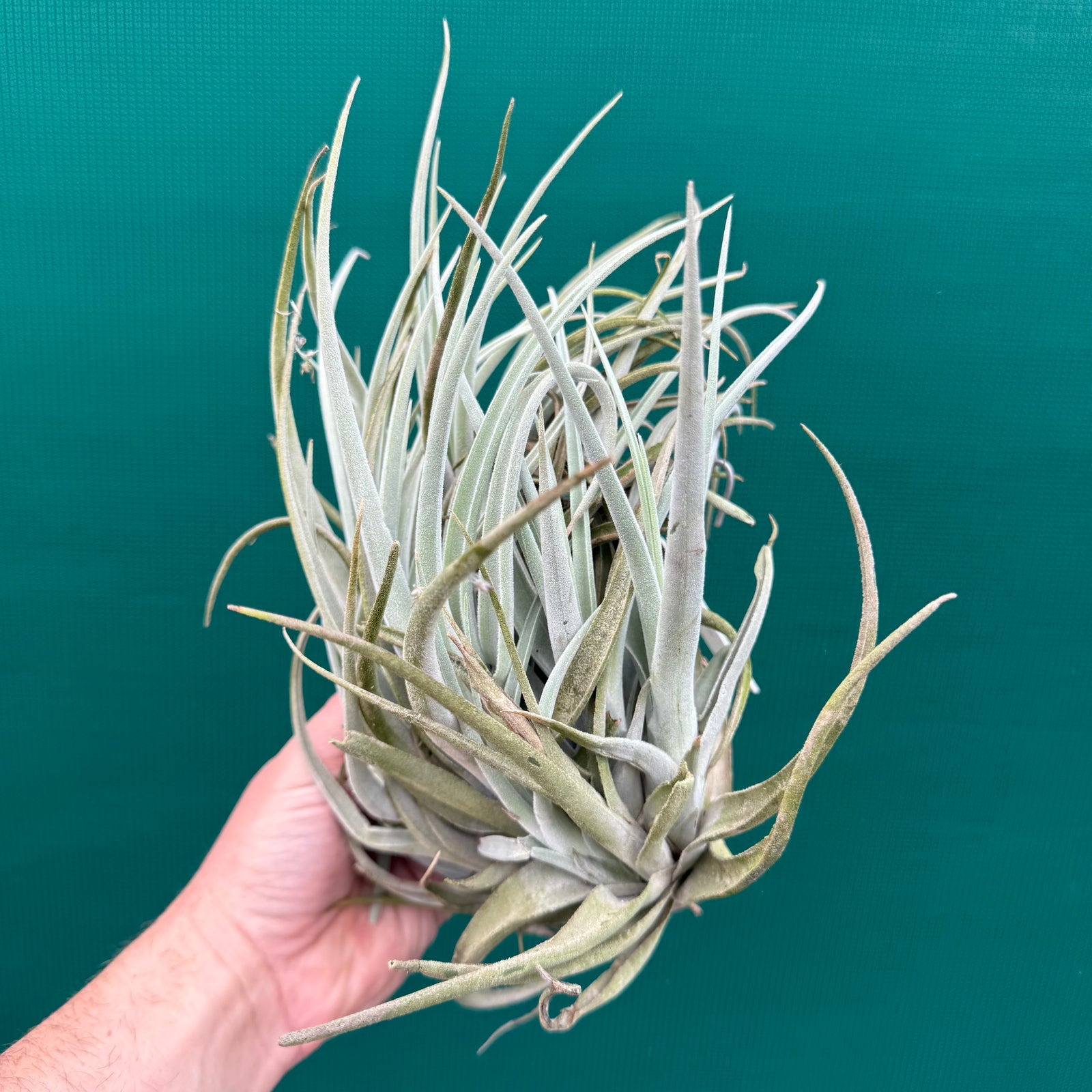 Tillandsia chiletensis ‘Large Form’ (Mature Clump) NEW