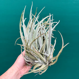 Tillandsia chilitensis ‘Large Form’ (Mature Clump) NEW