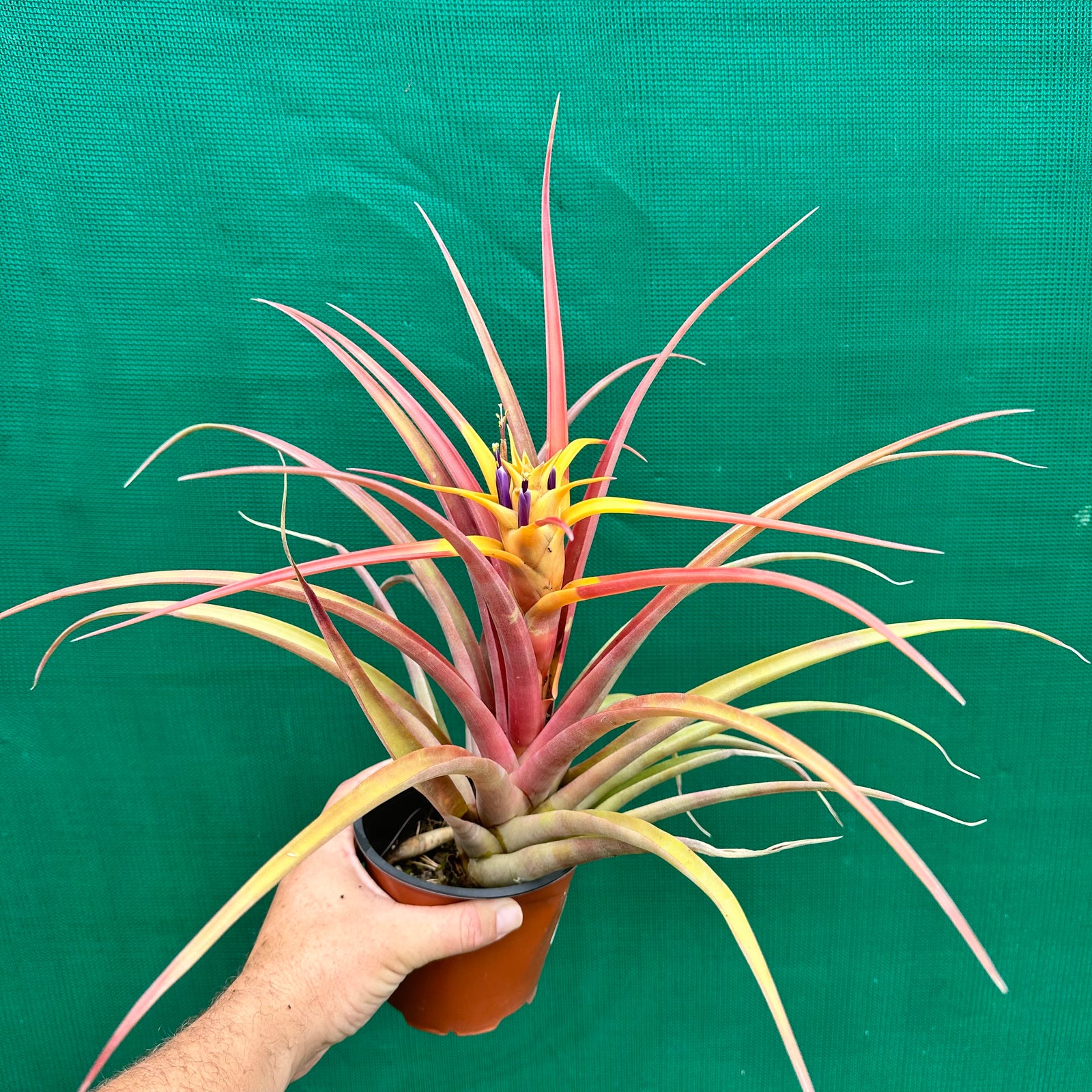 Tillandsia - capitata ‘Marron Chunky’ ex. Heid