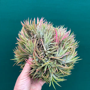 Tillandsia ionantha ‘BOE1593’ (Mature Clump) NEW