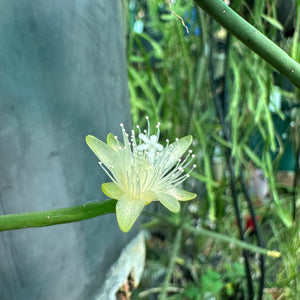 Rhipsalis hadrosoma - R50