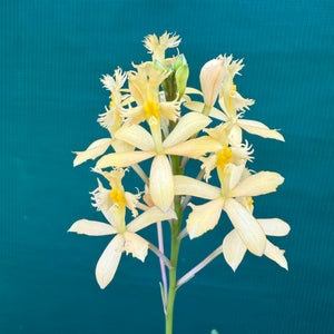 Epidendrum ‘Peach’ NEW