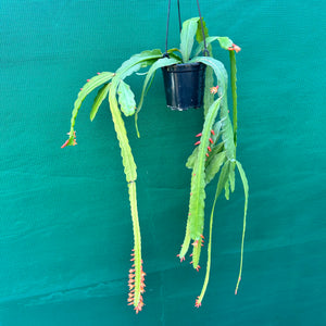 Lepismium monacanthum ssp. Espinosa