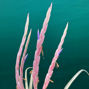 Tillandsia - Como ex. GK
