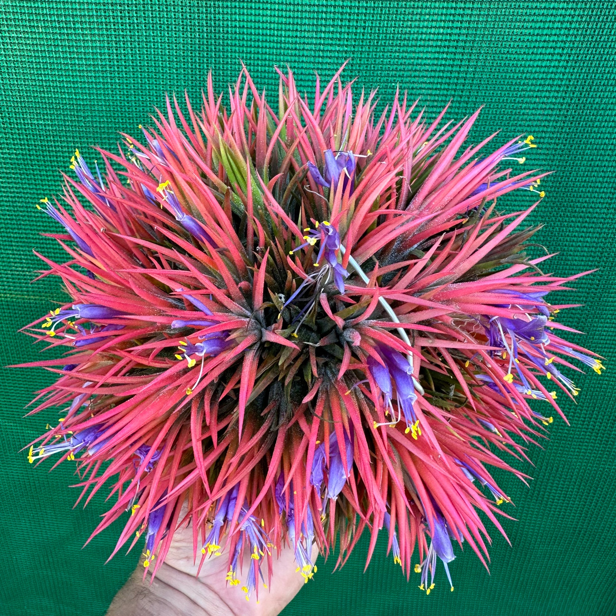 Tillandsia - ionantha ex. BK