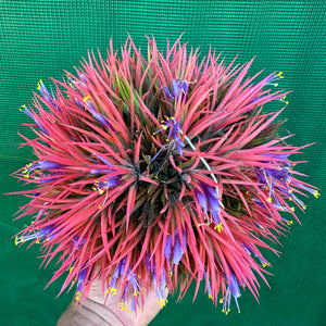 Tillandsia - ionantha ex. BK NEW