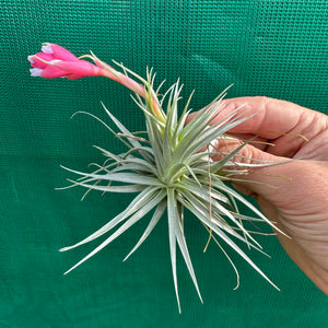 Tillandsia - recurvifolia x tenuifolia ex. CB