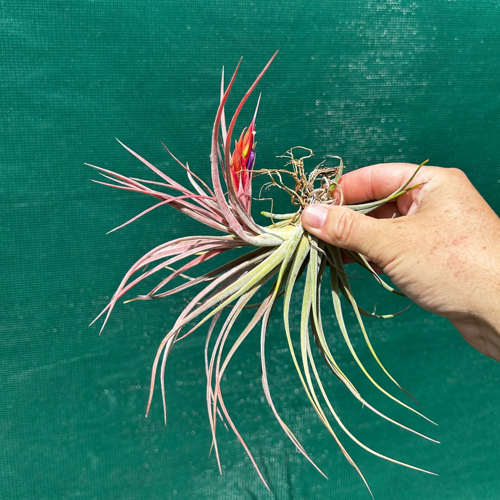 Tillandsia - Yandina NEW