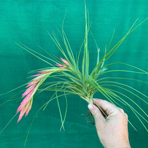 Tillandsia - Bob Holm’s Beauty ex. PT