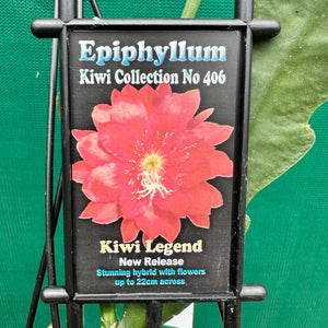 Epi. Hybrid Kiwi Legend