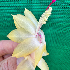 Zygocactus Limelight Dancer NEW