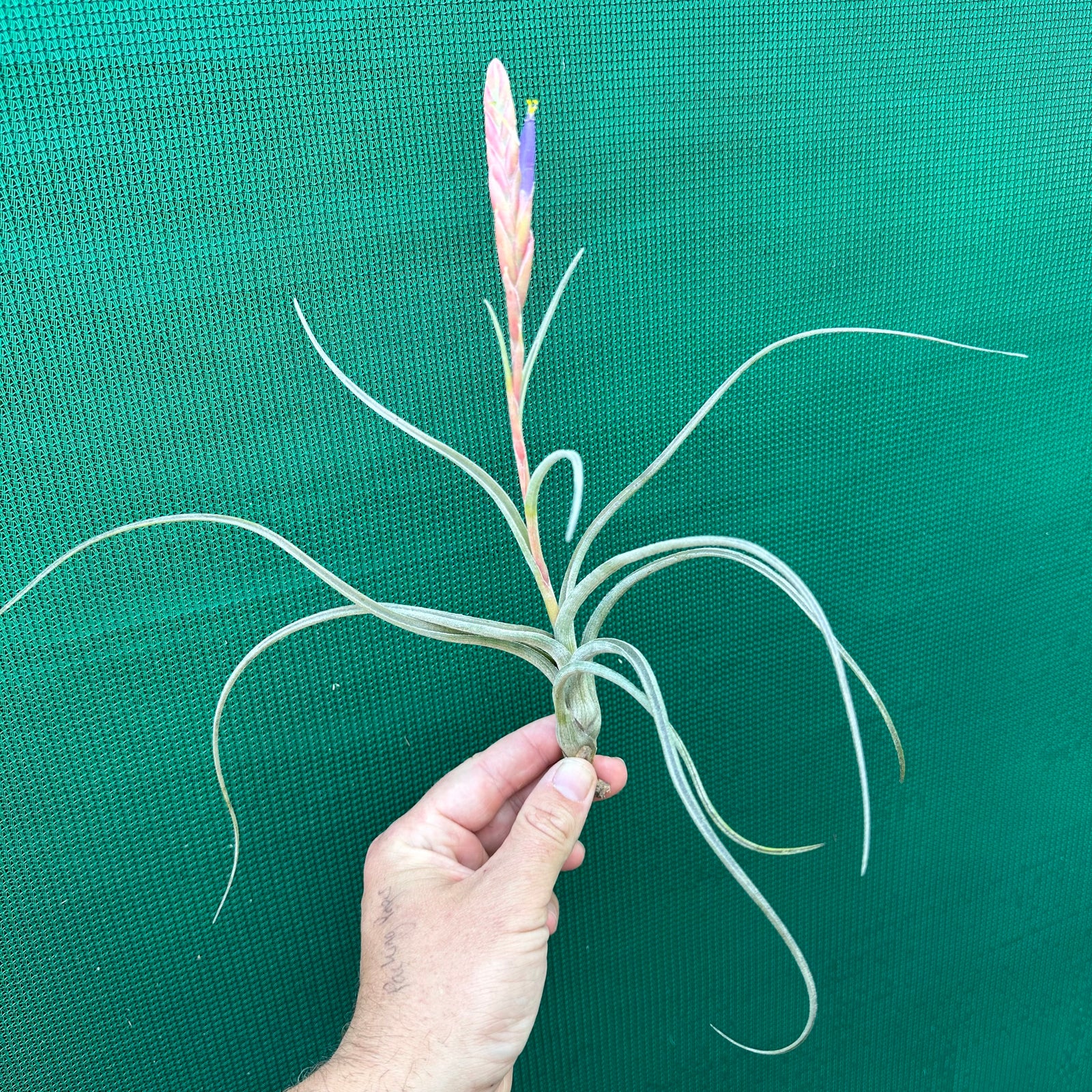 Tillandsia - baileyi
