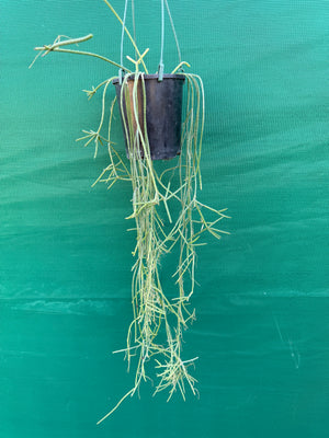 Rhipsalis neves-armondii - R11