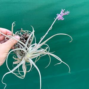 Tillandsia - purpurea x straminea ex. BG NEW