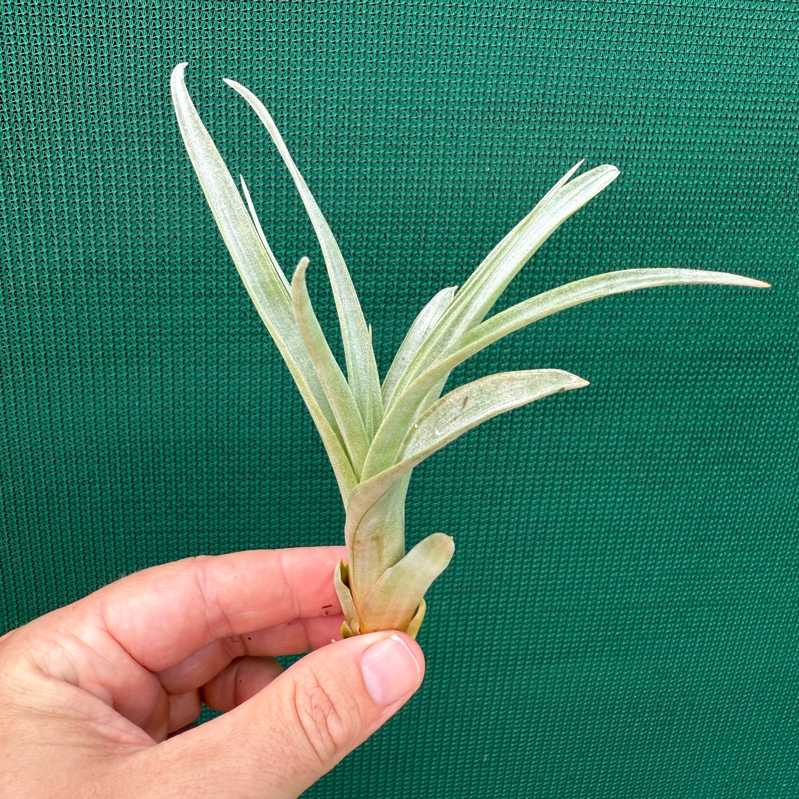 Tillandsia - capitata ‘Cuban Yellow’ ex. LK NEW