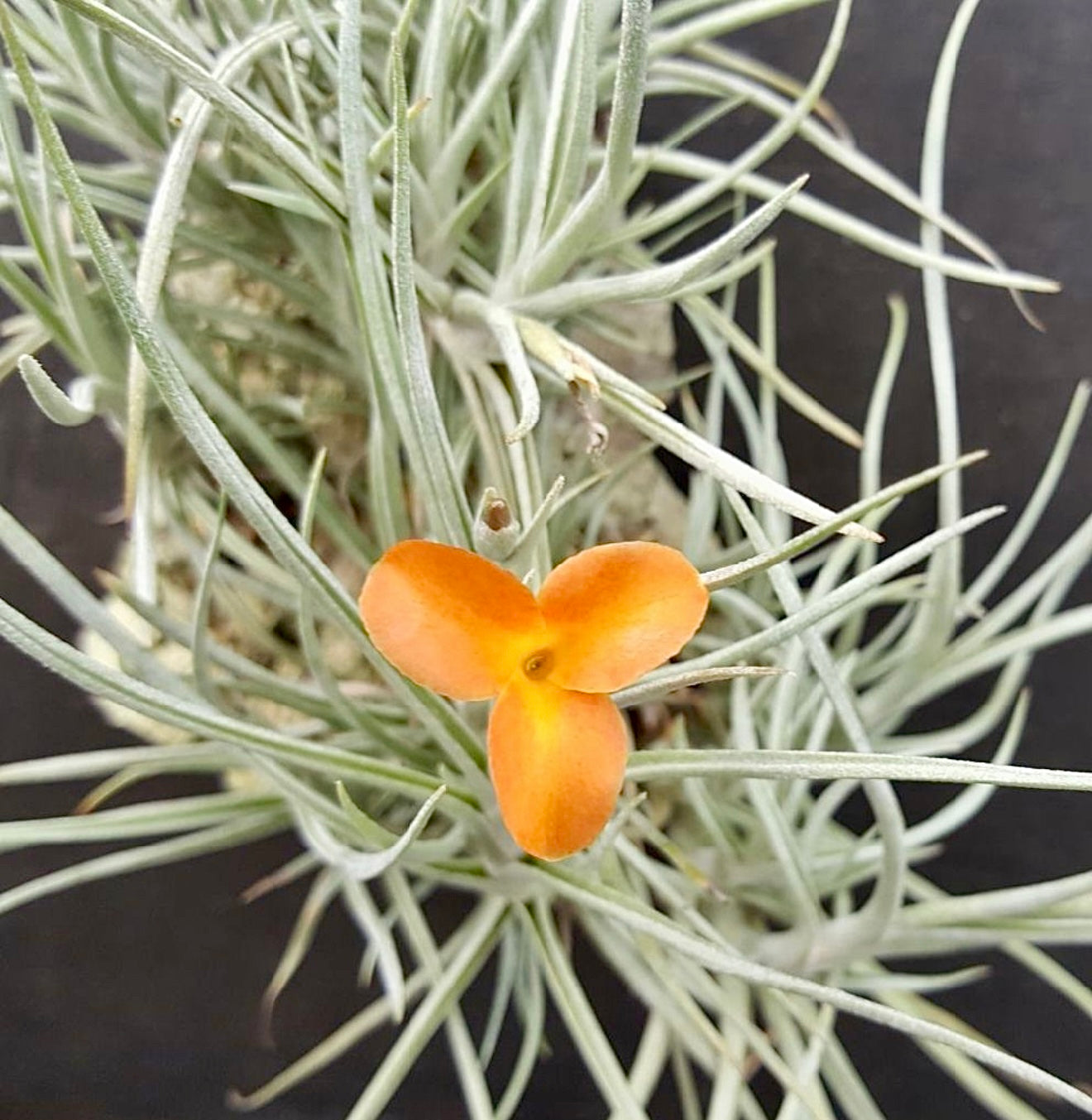 Tillandsia - Holm’s Sunset ex. DD NEW
