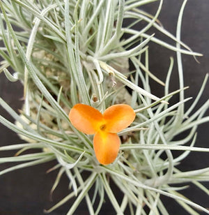 Tillandsia - Holm’s Sunset ex. DD NEW