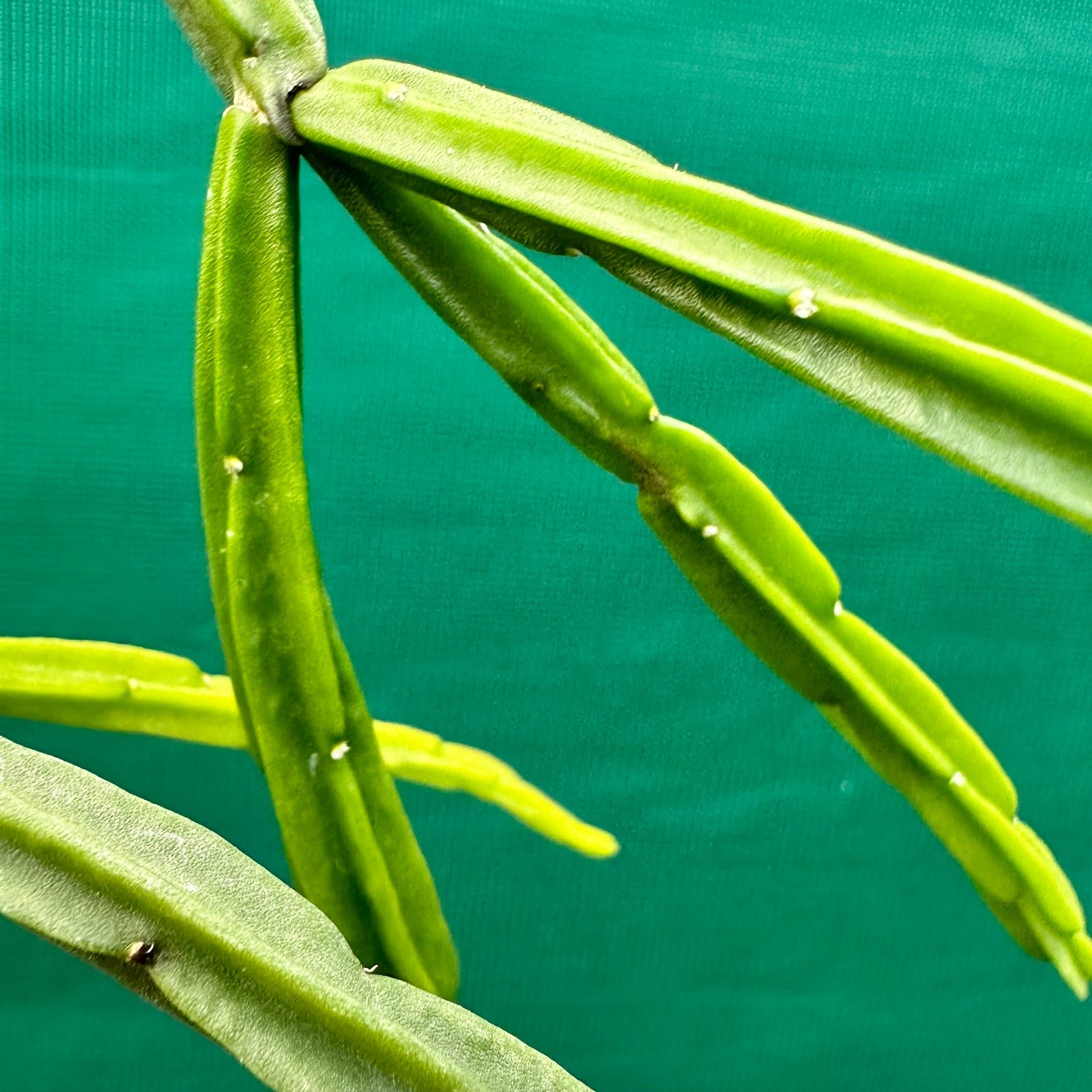 Rhipsalis pentaptera Wide - R32