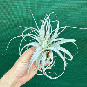 Tillandsia - Salmon Queen NEW