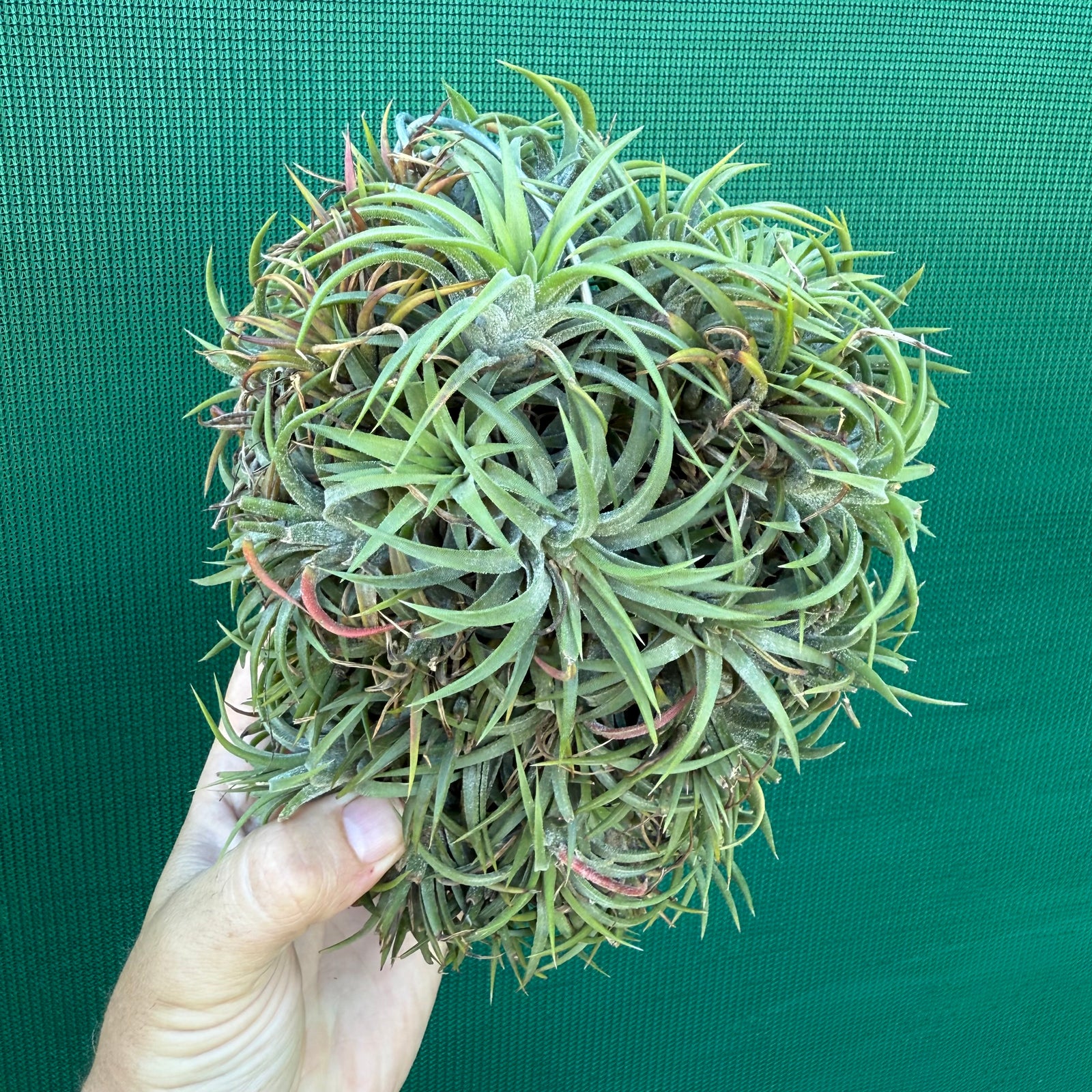 Tillandsia ionantha ‘BOE227’ (Mature Clump)