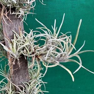 Tillandsia - neglecta ‘Dark Leaf’ ex. PT