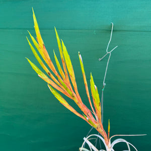 Tillandsia - Silver Queen ex. OM NEW
