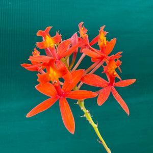 Epidendrum ‘Pointed Orange’ NEW