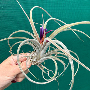 Tillandsia - caput-medusae x weberi ? (Nat. Hybrid) ex. LK