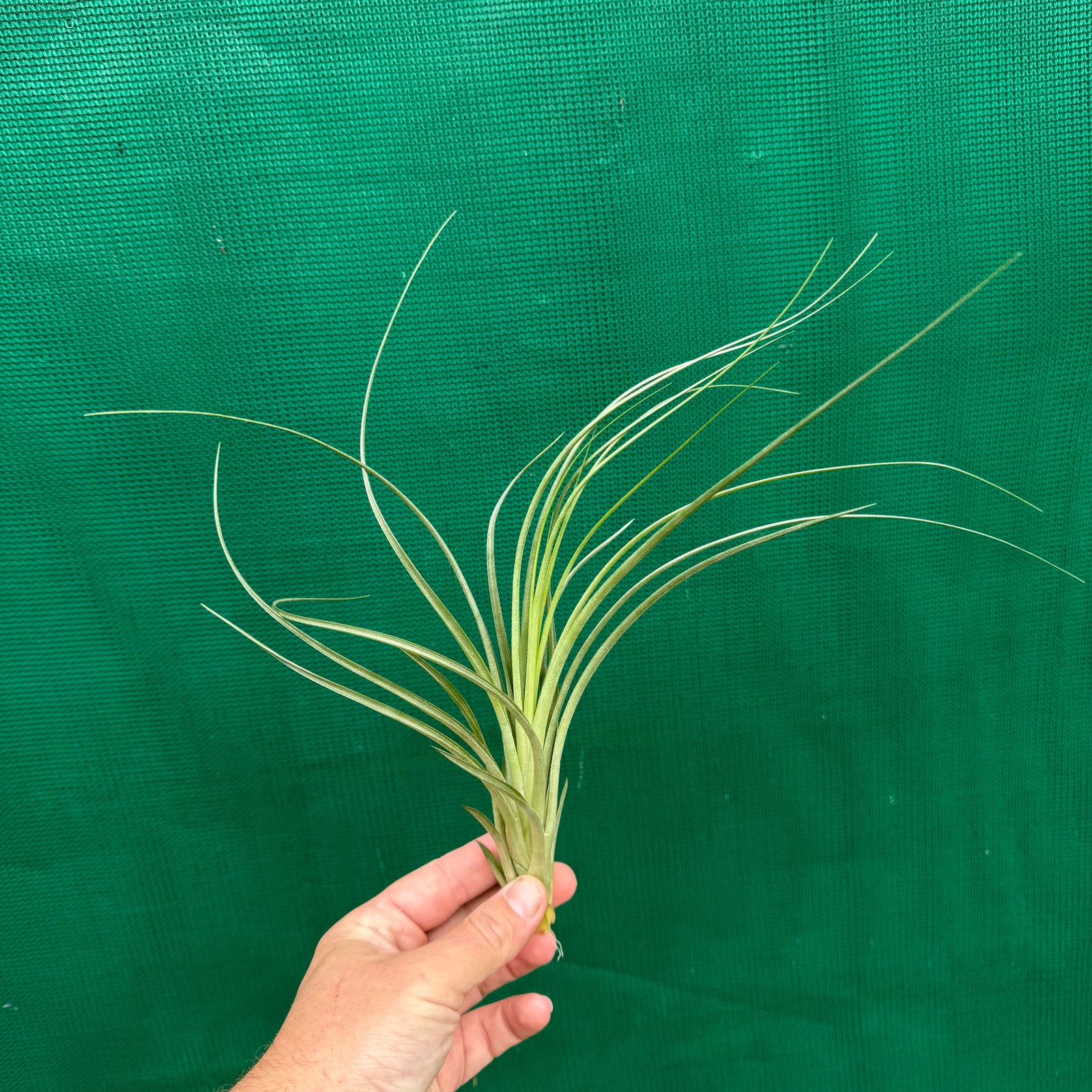 Tillandsia - globosa x vernicosa ex. Holm