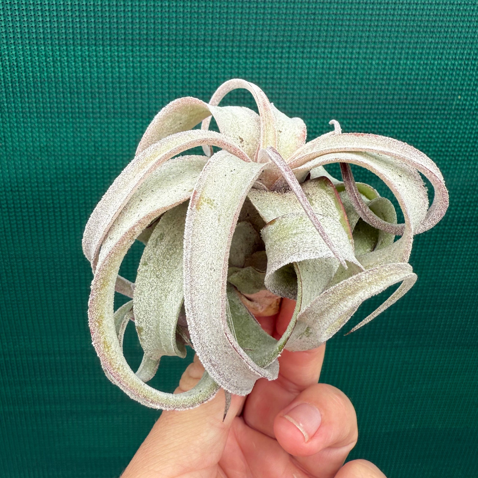 Tillandsia - Regal Rene ex. SL - Air Plant Decor
