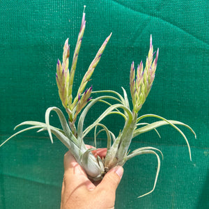 Tillandsia - caput-medusae ex. BH
