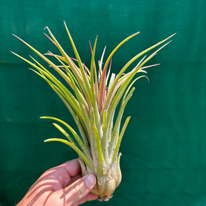 Tillandsia - Lucille RFI x ionantha ‘Rosita’ ex. GS