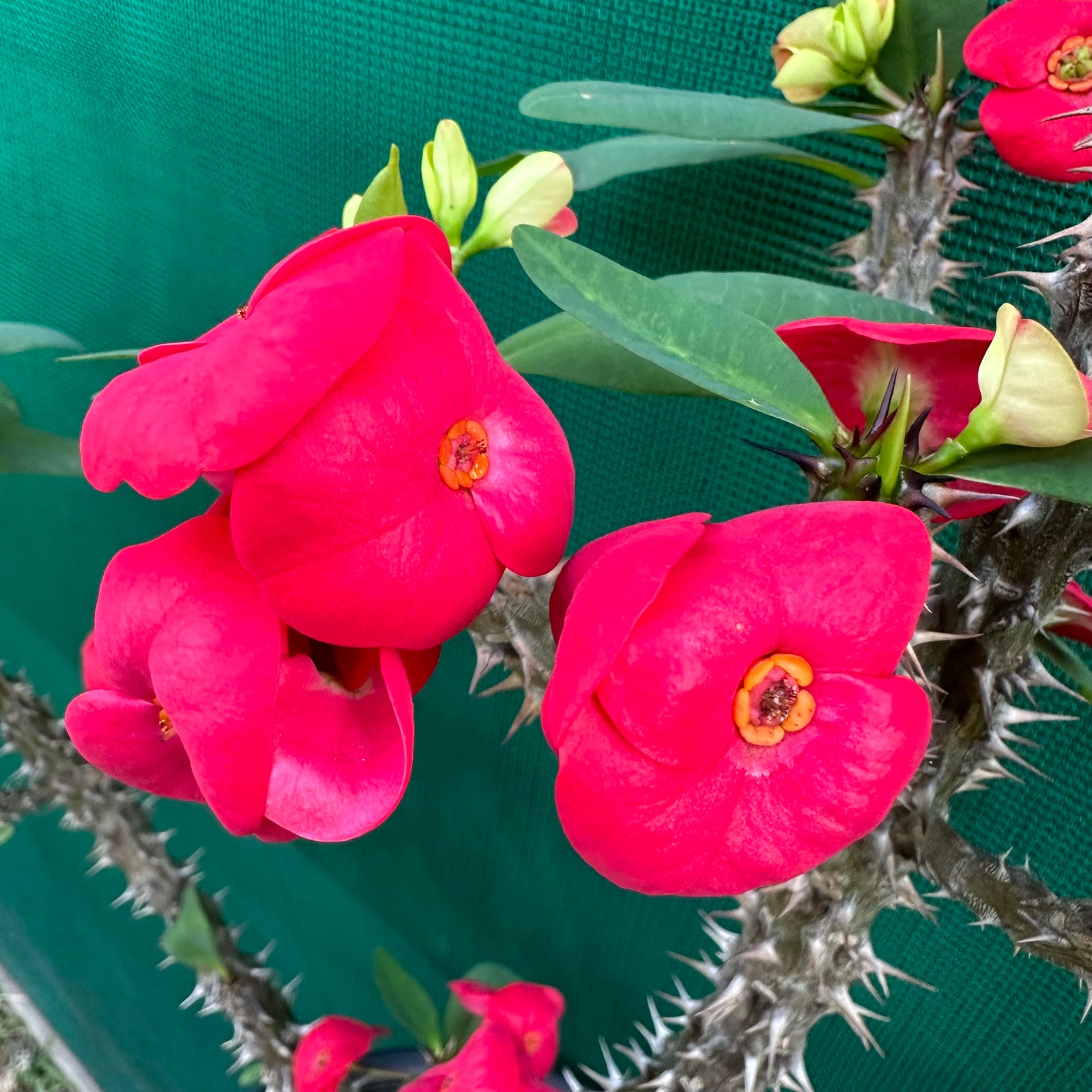 Poysean - Euphorbia milii P118