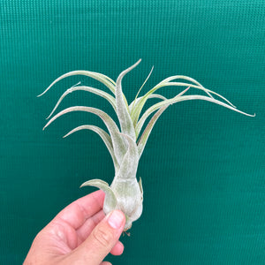 Tillandsia - Seleptron ex. PT