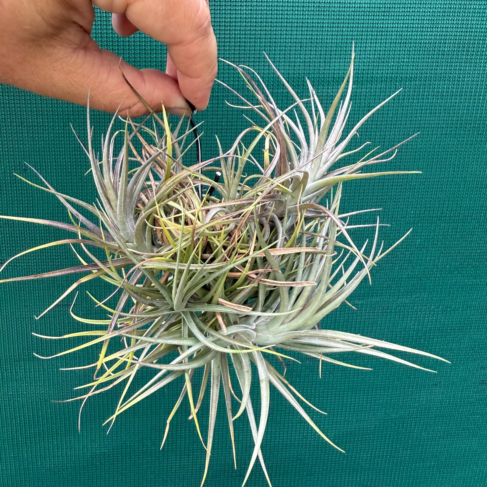 Tillandsia - tenuifolia ‘Amethyst’ x stricta ex. Holm NEW