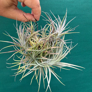 Tillandsia - tenuifolia ‘Amethyst’ x stricta ex. Holm NEW