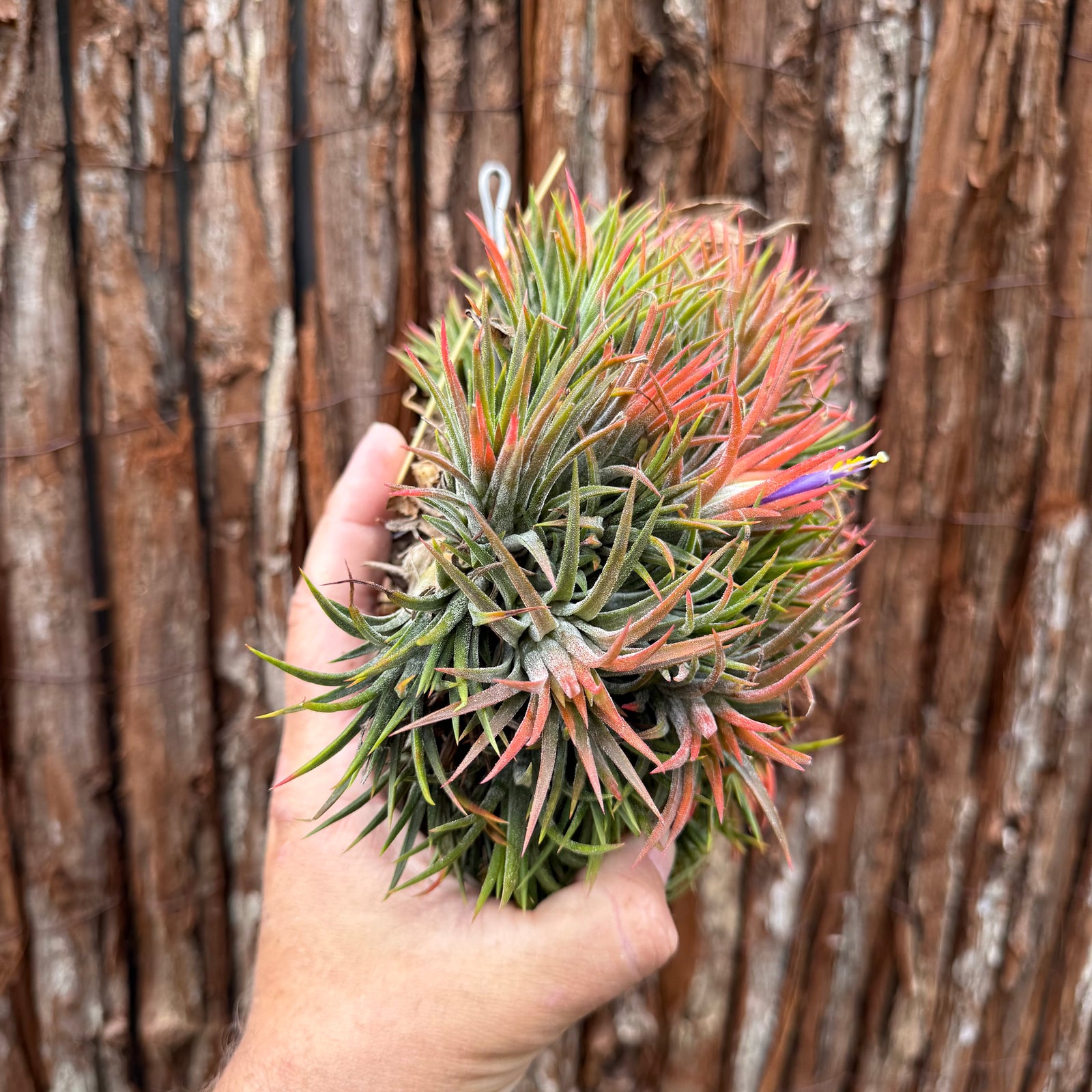 Tillandsia ionantha ‘Tall Orange’ (Mature Clump)