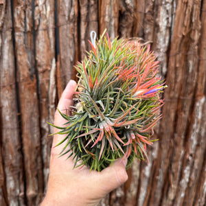 Tillandsia ionantha ‘Tall Orange’ (Mature Clump)