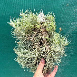 Tillandsia cocoensis (Mature Clump) NEW