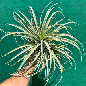Tillandsia - capitata ‘Pink’ ex. BG NEW